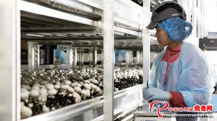 澳大利亞Costa集團推出VR護目鏡，革新食用菌采摘優化水果零售